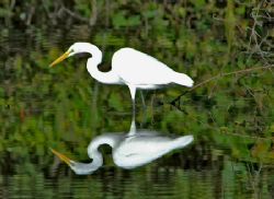 Great Egret hunting in the Mangroves of the Florida Keys. by William Sturgeon 